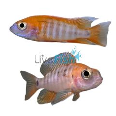 Eureka Red Peacock 5cm