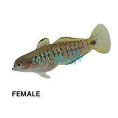 Peacock Gudgeon N.G 4cm