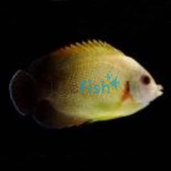 Pearlscale Angelfish - Medium