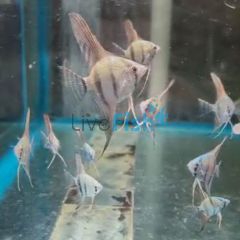 Peruensis Altum Angel 3.5cm