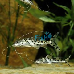 Pictus Catfish 4cm