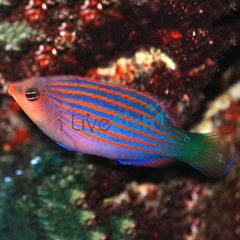 Sixline Wrasse - Medium