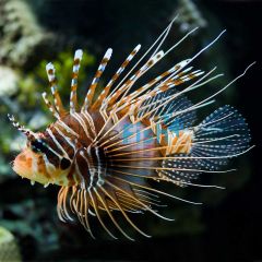 Antennata Lionfish - Medium