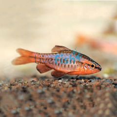 Cherry Barb 3cm