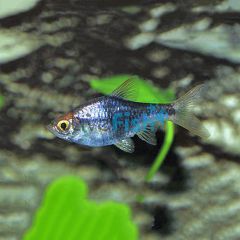 Purple Harlequin Rasbora 2cm