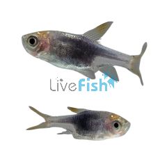 Purple Harlequin Rasbora 3cm