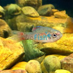 Southern Pygmy Perch 3cm
