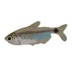 Raccoon Tetra 3cm