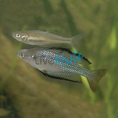 Murray River Rainbow 4cm