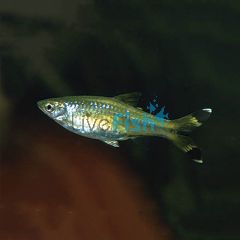 Black Scissortail Rasbora 4cm 
