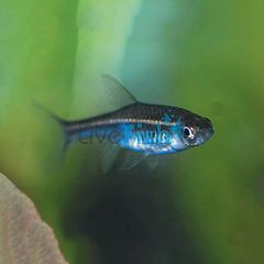 Red Line Rasbora 3.5cm	