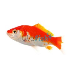 Comet Red & White 9cm