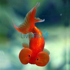 Red Bubble Eye 5cm