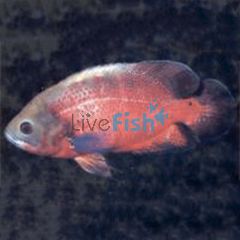 Red Oscar 5cm