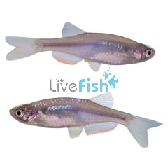 Rose Danio 3cm
