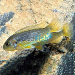 Rusty Cichlid 3cm