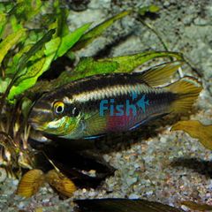 Scarlet Kribensis 6cm