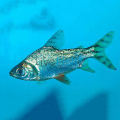 Flagtail Prochilodus Red Finned - Wild Caught 4cm