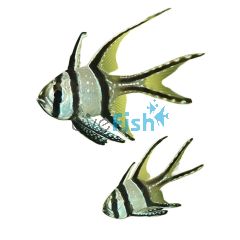 Banggai Cardinalfish - Medium