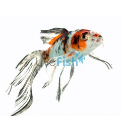 Shubunkin 5cm