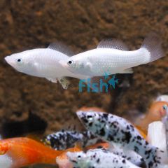 Silver Molly 5cm