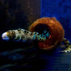 Snowflake Moray Eel - Medium