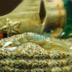Spiney Eel 5cm