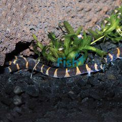 Kuhlii Loach 5cm