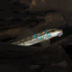Sucking Catfish 5cm