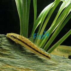 Sucking Catfish 5cm