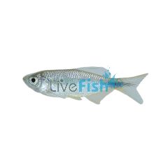 Spotted Danio 2.5cm