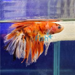 Male Betta Delta Koi Candy-Nemo 5cm