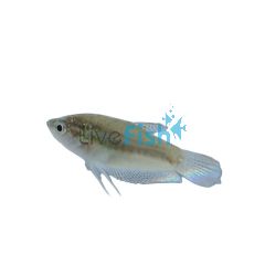 Sparkling Gourami 2.5cm