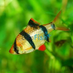 Tiger Barb 4cm