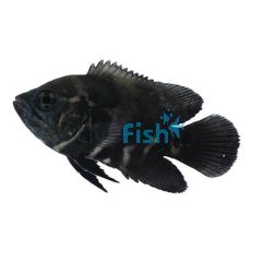 Tiger Oscar 7cm