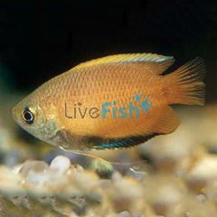 Gold Honey Dwarf Gourami 4cm 