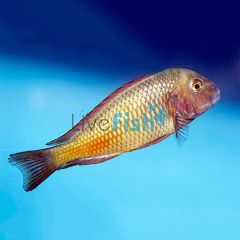 Tropheus Moliro Red 4cm