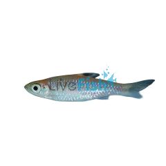 Emerald Eye Rasbora 3.5cm