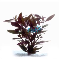 Violet - Bunch