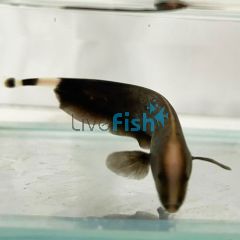 White Ghost Knife Fish 6cm
