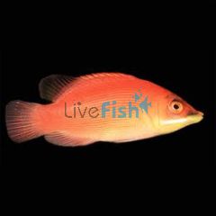 Secretive Wrasse - Medium
