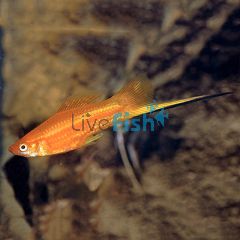 Red Swordtail 5cm