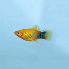 Mickey Mouse Sunset Platy 4cm