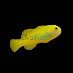 Yellow Clown Goby - Medium