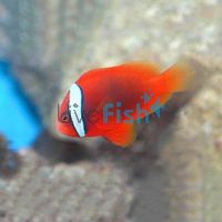 Fire Clownfish Tomato - Medium