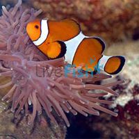 2x Orange and White Clownfish 3cm 