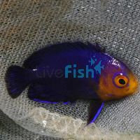 Cherub Angelfish - Small