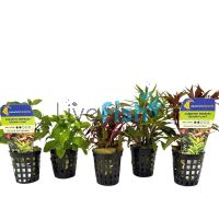 Assorted Bunch Plants - Emersed - Pot