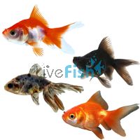 Assorted Fantail 7cm