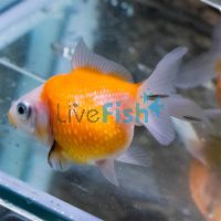 Assorted Pearl Scale Goldfish 7cm